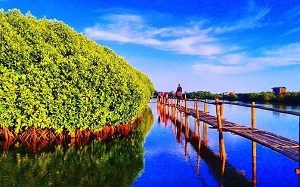 hutan mangrove