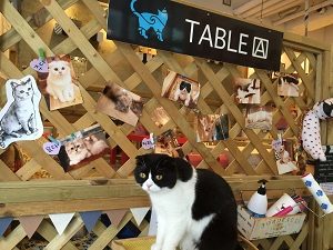 table A Cat