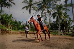 ubud horse stable