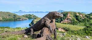 Komodo island