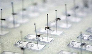 Mosquito Museum
