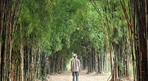 Hutan Bambu & Taman Sakura
