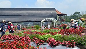 Kebun Begonia