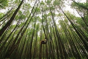 Hutan Pinus Kayon