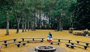Pine Forest Lembang