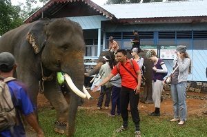 Pusat Pelatihan Gajah Seblat