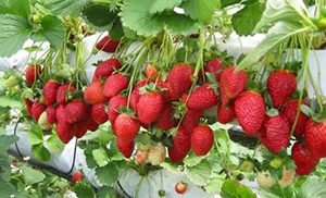 Dikubu Strawberry Farm