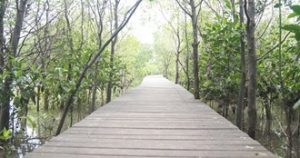 Hutan Mangrove Surabaya