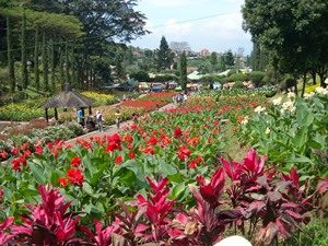 Kebun Bunga Cihideung