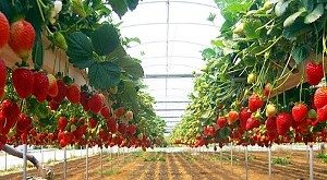 Strawberry Farm