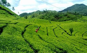 Malabar Tea Plantation