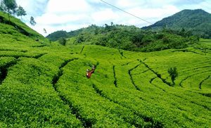 Perkebunan Teh Malabar