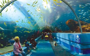 aquarium of western australia