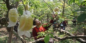 Ngringinrejo Starfruit Agro