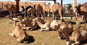 Camel Souk