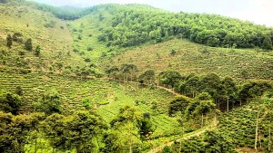 Perkebunan Teh Jamus