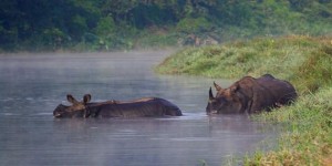 Taman Nasional Chitwan