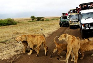 Wisata Ekstrim horor (Memberi makan Hyena Liar)