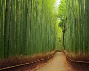 arashiyama