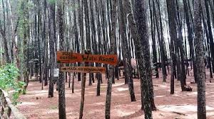 Hutan Pinus Mangunan