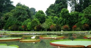 Bogor Botanical Garden