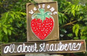 All About Strawberry