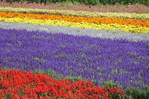 Furano Park