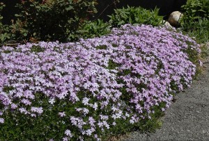 Moss Phlox Subulata flower garden