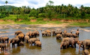 pinnawala-elephant-orphanage-sri-lanka-4