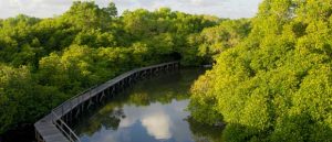 HUTAN MANGROVE