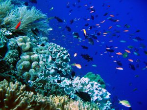 marine park wakatobi