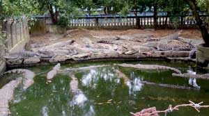 Indonesian Crocodile Park