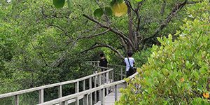 Hutan Mangrove Gunung Anyar