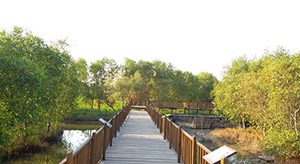 Hutan Mangrove Wonorejo