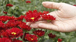 Setiya Aji Flower Farm