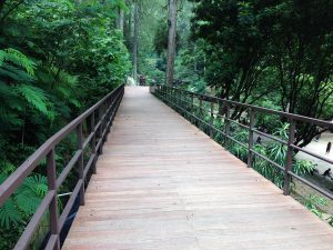 SKY BRIDGE TAPAK HALIMUN