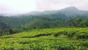 Kebun Teh Andung Biru