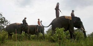 Menunggang Gajah Keliling Taman Nasional