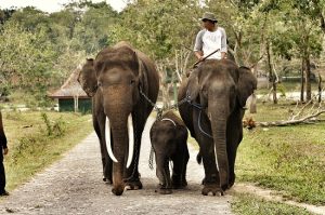 Elephant Training Center