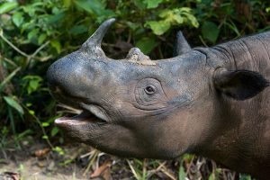 Sumatran Rhino Sanctuary