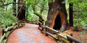 Muir Woods National Monument 