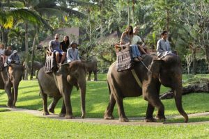 Taro Elephant Safari Park Ubud