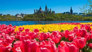 Canadian Tulip Festival, Ottawa - Kanada