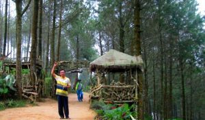 Goa Pinus