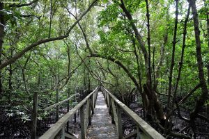 Hutan Mangrove Margomulyo Balikpapan