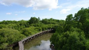 10 Hutan Mangrove di Indonesia yang Dibuka untuk Destinasi Wisata - TempatWisataUnik.com