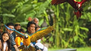 Keistimewaan Bali Bird Park