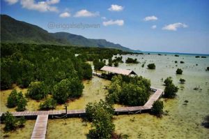 Mangrove Tracking Karimunjawa