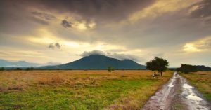 Savana Bekol