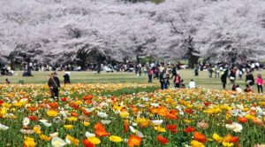 Showa Memorial Park